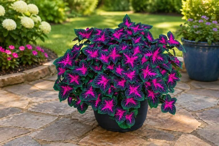Black Dragon Coleus