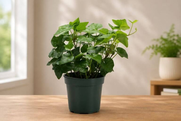 English Ivy