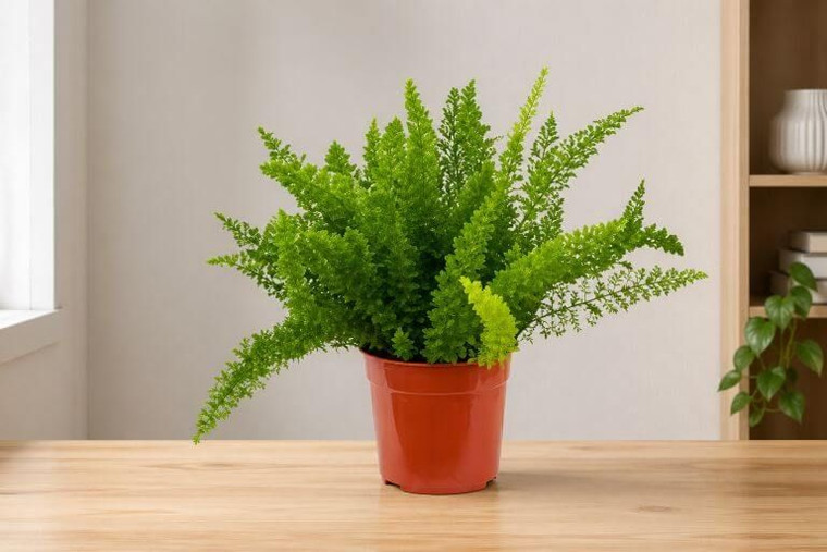 Foxtail Fern