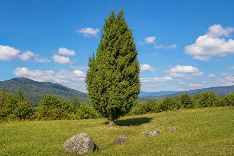 Common Juniper Tree