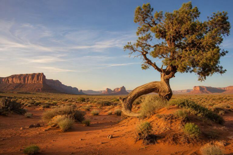 Utah Juniper Tree