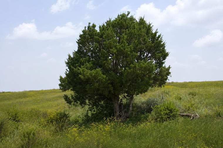 Rocky Mountain Juniper Tree
