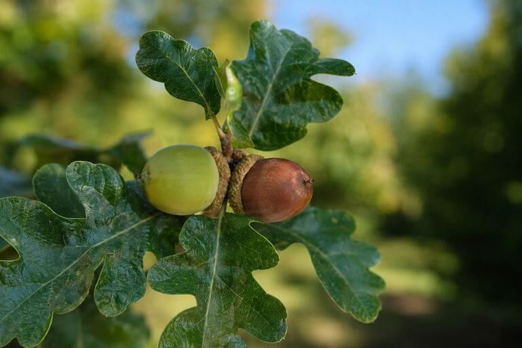 Oregon White Oak Tree