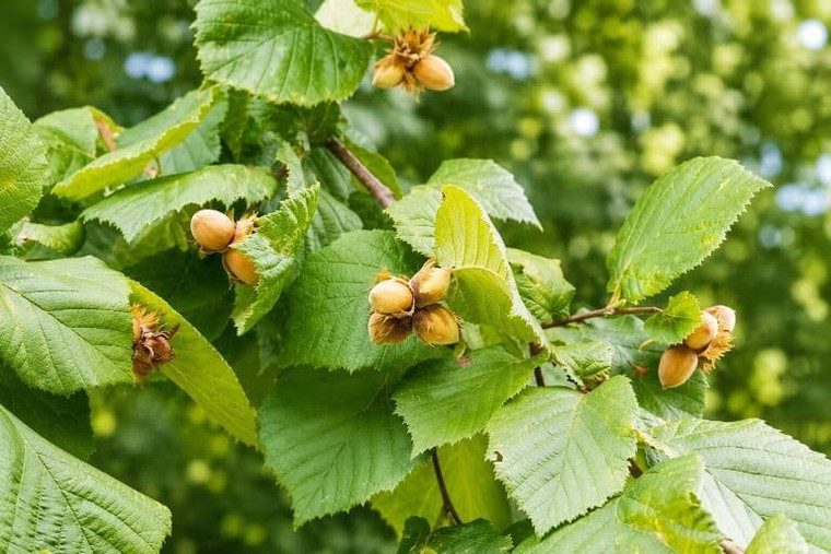 American Hazelnut Tree