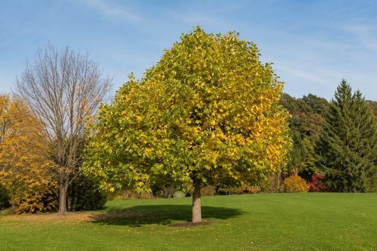Yellow Poplar Tree