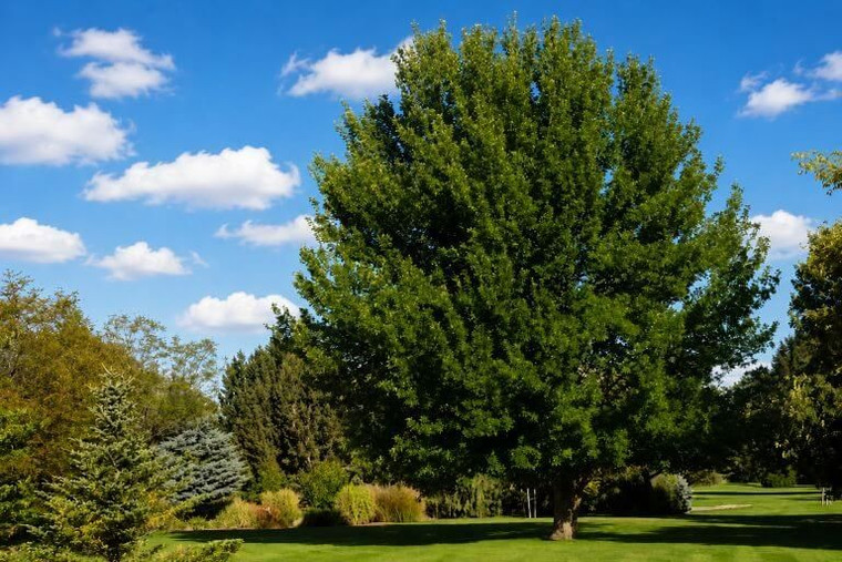 Green Ash Tree