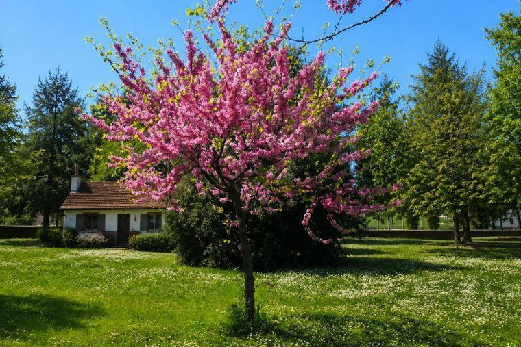 Judas Tree