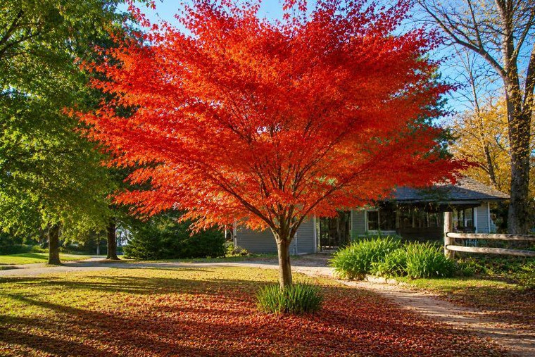 Elegant Maple Tree