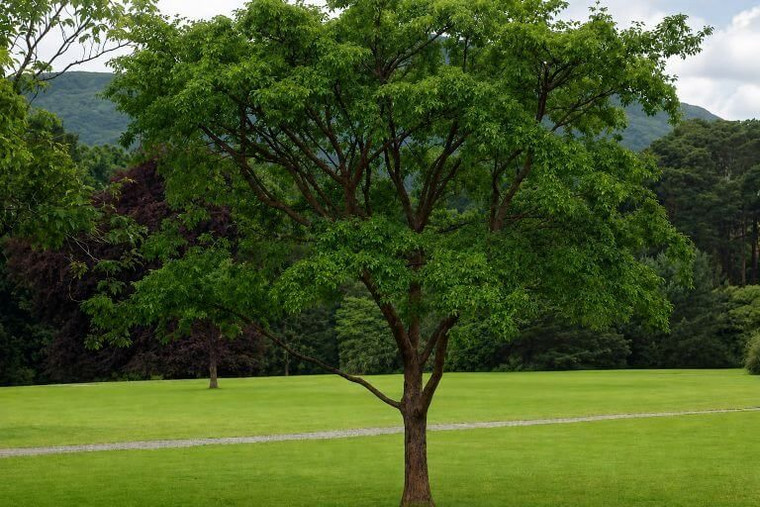 Paperbark Maple Tree