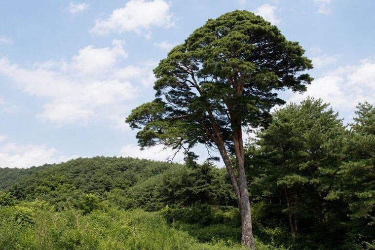 Japanese Red Pine Tree