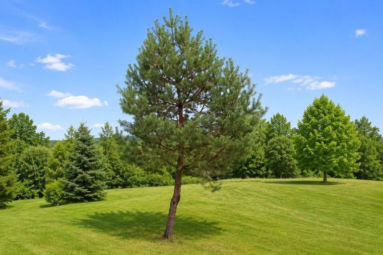 Scotch Pine Tree