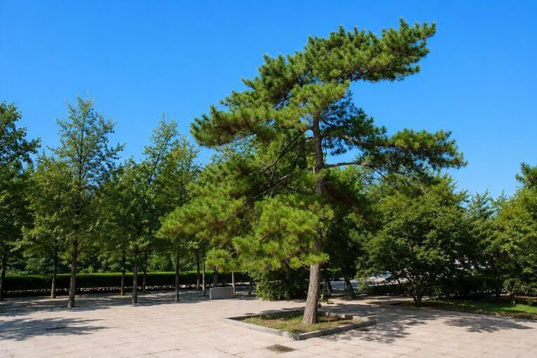 Chinese Red Pine Tree