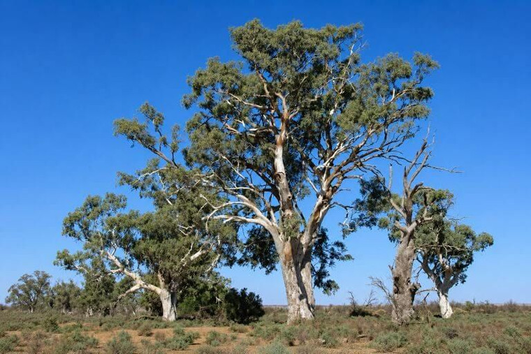 Red Gum Tree