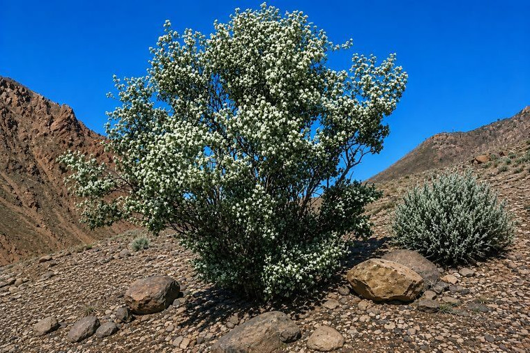 Utah Serviceberry Tree