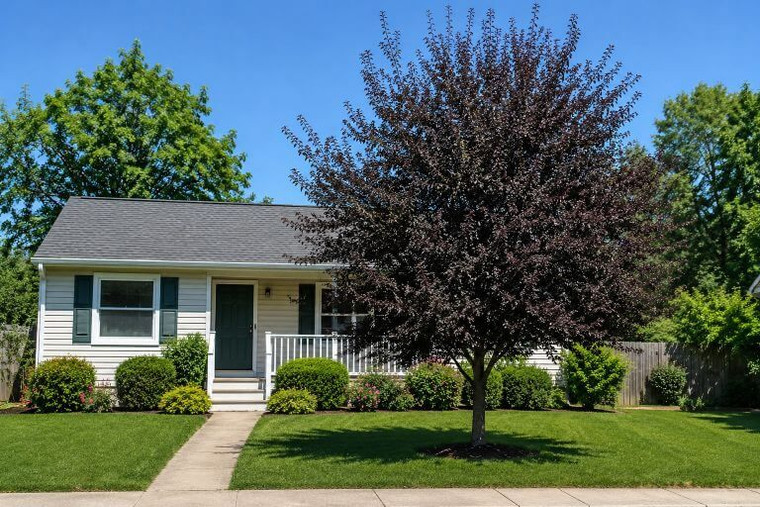 Schubert Chokecherry Tree