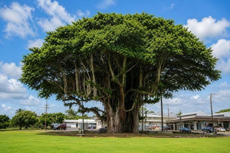 Indian Banyan Tree