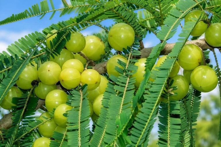 Indian Gooseberry Tree