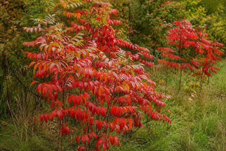 Flameleaf Sumac Tree