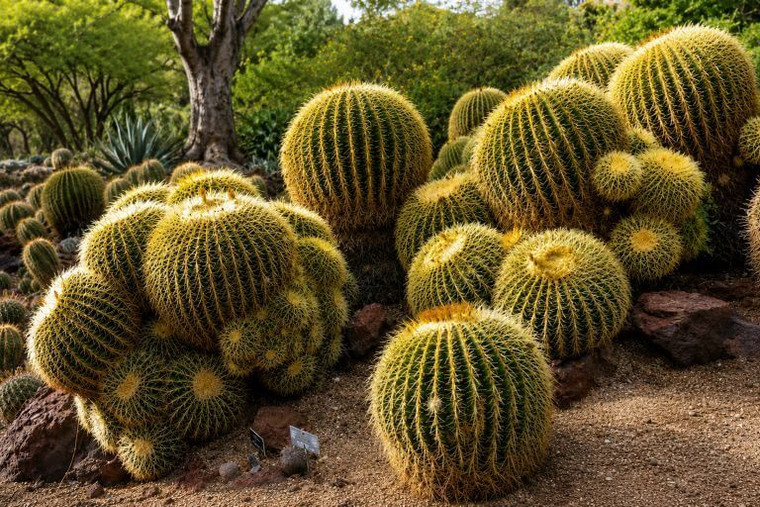 Golden Barrel Cactus