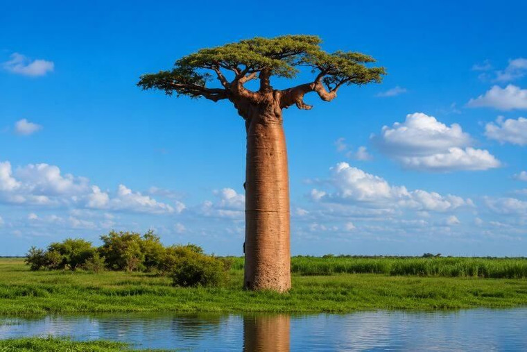 Baobab Tree