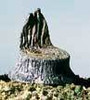 WOOS31 Metal Cut Stumps (14pc)
