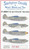 (SO) 1/72 Starfighter Decals - P-40B/C/G in USAAF Service