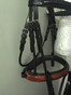 Two-Tone Rolled Horse Bridle | Beasties™