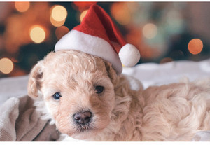 Pets Christmas Hat