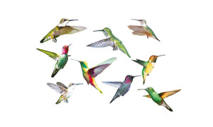 NEW 9PC 3D stereo Hummingbird sticker static glass decals crash-proof window wall stickers 6050