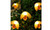 Little Bee Solar String Light 7 meters 50 lights