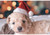 Pets Christmas Hat