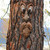 NEW Tree bark face tree monster facial features ornaments   5019