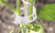 50 or 100 Plant Support Clips