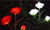NEW 2pcs Solar rose light LED ground plug garden lawn light 5140