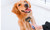 NEW large size Pet open knot comb dog hair removal comb double-sided stainless steel comb 5325