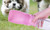 NEW  Pet companion cup portable drinking cup for going out  5331
