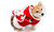 NEW Pet Dog Christmas Supplies Christmas Santa Riding Deer Costume 5628