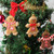 2308 NEW 12PC Gingerbread man Christmas tree decoration Christmas scene decoration pendant 7815LA