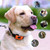 NEW Rechargeable Anti Barking Dog Collars 7 Sensitivities Beep Vibrating Collar 8502