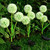 NEW 2606 Solar LED Dandelion Garden Stake Light Outdoor Waterproof Lawn Pathway Decorative Lamp Set of 4 B180