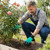 NEW 2606 Latto Home Garden Claw Gloves for Digging, Planting & Weeding B6077