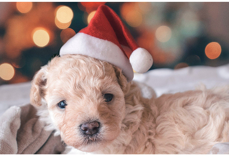 Pets Christmas Hat