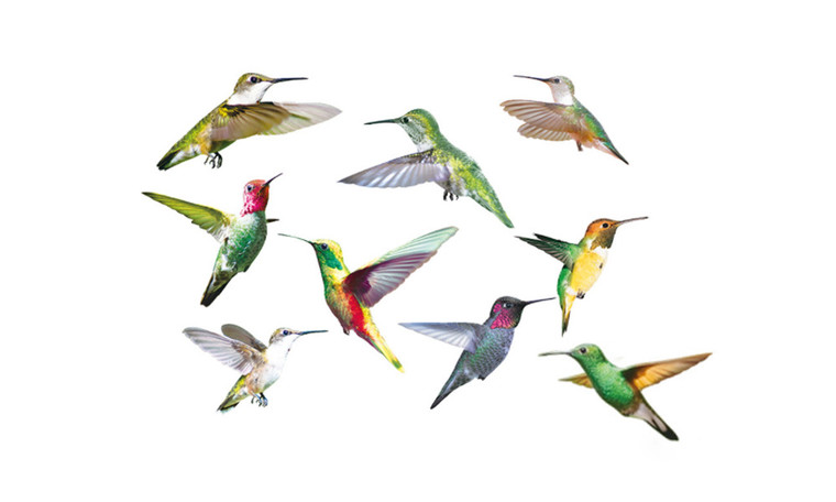 NEW 9PC 3D stereo Hummingbird sticker static glass decals crash-proof window wall stickers 6050