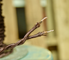 brown twisted cloth covered 2 wire