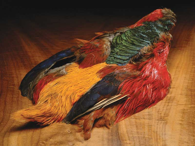 Golden Pheasant // FREE STANDARD US SHIPPING // Golden Pheasant