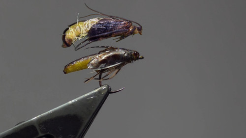 Limnephilidae Cased Caddis Pupa Fly Pattern