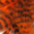 Spirit River UV2 Grizzly Soft Hackle Feathers (Orange)