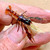 Streamart Designs Crayfish & Shrimp Carapace/Legs