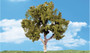 Woodland Scenics TR3533 Woodland Classics- Waters Edge Trees, 2''-3''