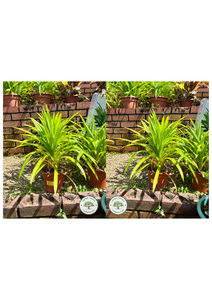 Pandanus Amaryllifolius Roxb. Pandanus Amaryllifolius Roxb.